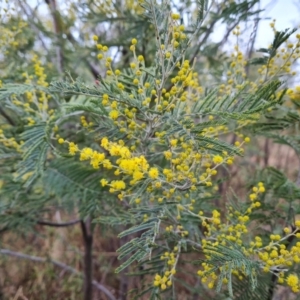 Acacia dealbata at Jerrabomberra, ACT - 22 Jul 2022 03:36 PM