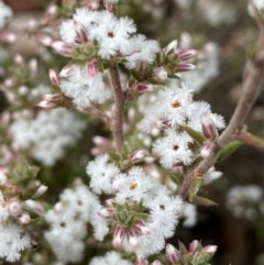 Leucopogon attenuatus (Small-leaved Beard Heath) at Carwoola, NSW - 22 Jul 2022 by Steve_Bok