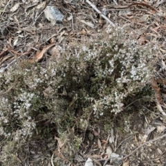 Styphelia attenuata at Carwoola, NSW - 22 Jul 2022 12:16 PM