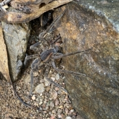 Unidentified Water spider (Pisauridae) at Carwoola, NSW - 22 Jul 2022 by SteveBorkowskis