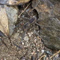 Dolomedes (genus) at Carwoola, NSW - 22 Jul 2022 01:41 PM
