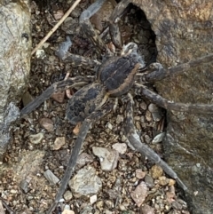 Dolomedes (genus) at Carwoola, NSW - 22 Jul 2022 01:41 PM