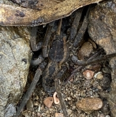 Dolomedes (genus) at Carwoola, NSW - 22 Jul 2022 01:41 PM