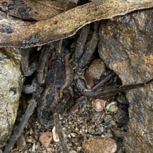 Dolomedes (genus) at Carwoola, NSW - 22 Jul 2022 01:41 PM