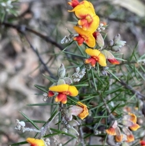 Dillwynia sieberi at Carwoola, NSW - 22 Jul 2022 02:39 PM