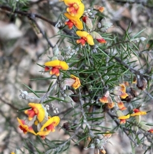 Dillwynia sieberi at Carwoola, NSW - 22 Jul 2022 02:39 PM