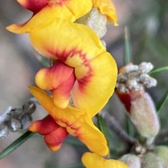 Dillwynia sieberi at Carwoola, NSW - 22 Jul 2022 02:39 PM