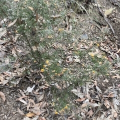 Dillwynia sieberi at Carwoola, NSW - 22 Jul 2022 02:39 PM