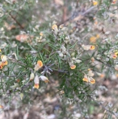 Dillwynia sieberi at Carwoola, NSW - 22 Jul 2022 02:39 PM