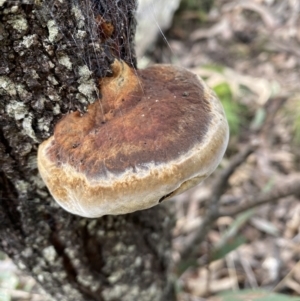 Phellinus sp. (non-resupinate) at Yarrow, NSW - 22 Jul 2022 02:35 PM