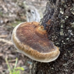 Phellinus sp. (non-resupinate) at Yarrow, NSW - 22 Jul 2022 02:35 PM