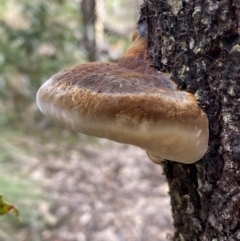 Phellinus sp. (non-resupinate) at Yarrow, NSW - 22 Jul 2022 02:35 PM