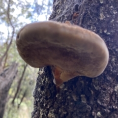 Phellinus sp. (non-resupinate) at Yarrow, NSW - 22 Jul 2022 02:35 PM