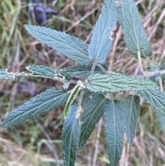 Gynatrix pulchella (Hemp Bush) at Carwoola, NSW - 22 Jul 2022 by Steve_Bok