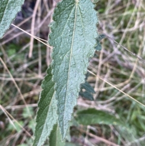 Gynatrix pulchella at Carwoola, NSW - 22 Jul 2022