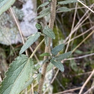 Gynatrix pulchella at Carwoola, NSW - 22 Jul 2022