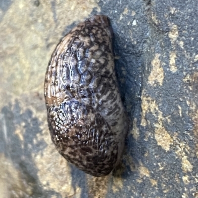 Deroceras reticulatum (Grey Field Slug) at Carwoola, NSW - 22 Jul 2022 by Steve_Bok