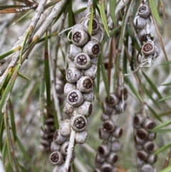 Callistemon sieberi (River Bottlebrush) at Carwoola, NSW - 22 Jul 2022 by SteveBorkowskis