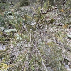 Callistemon sieberi at Carwoola, NSW - 22 Jul 2022 01:20 PM