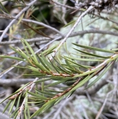 Callistemon sieberi at Carwoola, NSW - 22 Jul 2022 01:20 PM