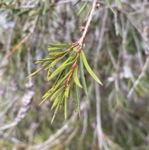 Callistemon sieberi at Carwoola, NSW - 22 Jul 2022 01:20 PM