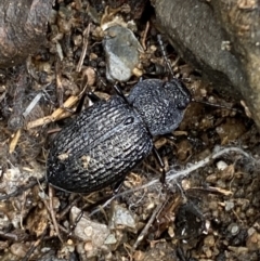 Adelium porcatum (Darkling Beetle) at Carwoola, NSW - 22 Jul 2022 by Steve_Bok