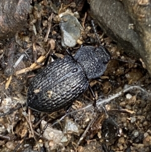 Adelium porcatum at Carwoola, NSW - 22 Jul 2022