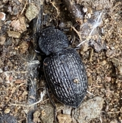 Adelium porcatum at Carwoola, NSW - 22 Jul 2022