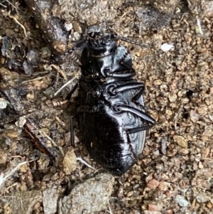 Adelium porcatum at Carwoola, NSW - 22 Jul 2022