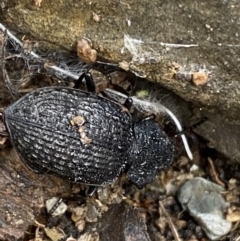 Adelium porcatum at Carwoola, NSW - 22 Jul 2022