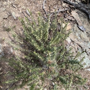 Melichrus urceolatus at Carwoola, NSW - 22 Jul 2022