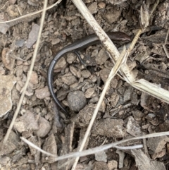 Lampropholis delicata (Delicate Skink) at Carwoola, NSW - 22 Jul 2022 by SteveBorkowskis