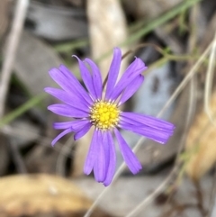 Brachyscome rigidula (Hairy Cut-leaf Daisy) at Carwoola, NSW - 22 Jul 2022 by SteveBorkowskis