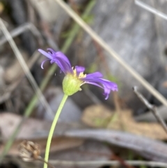 Brachyscome rigidula at Carwoola, NSW - 22 Jul 2022