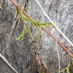 Brachyscome rigidula at Carwoola, NSW - 22 Jul 2022