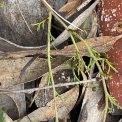 Brachyscome rigidula at Carwoola, NSW - 22 Jul 2022