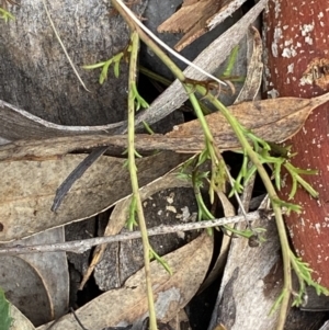 Brachyscome rigidula at Carwoola, NSW - 22 Jul 2022 01:00 PM