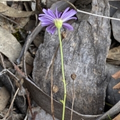 Brachyscome rigidula at Carwoola, NSW - 22 Jul 2022 01:00 PM