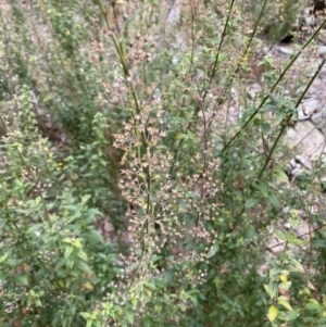 Teucrium corymbosum at Carwoola, NSW - 22 Jul 2022