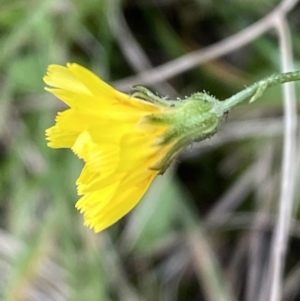 Crepis capillaris at Carwoola, NSW - 22 Jul 2022