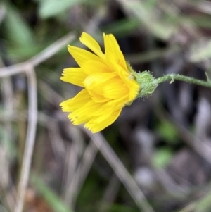 Crepis capillaris at Carwoola, NSW - 22 Jul 2022