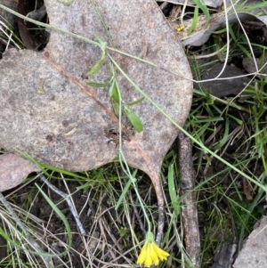 Crepis capillaris at Carwoola, NSW - 22 Jul 2022