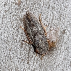 Stenocotis depressa (Leafhopper) at Carwoola, NSW - 22 Jul 2022 by Steve_Bok