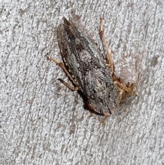 Stenocotis depressa at Carwoola, NSW - 22 Jul 2022