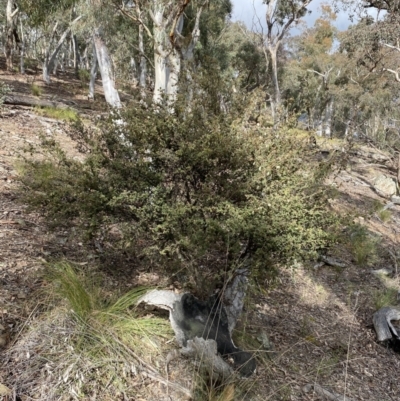 Pomaderris betulina subsp. betulina (Birch Pomaderris) at Carwoola, NSW - 22 Jul 2022 by Steve_Bok