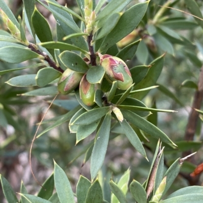 Styphelia triflora (Five-corners) at Carwoola, NSW - 22 Jul 2022 by SteveBorkowskis