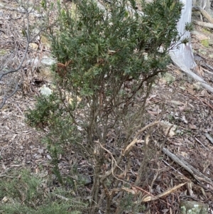 Styphelia triflora at Carwoola, NSW - 22 Jul 2022 12:23 PM