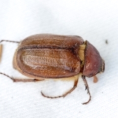 Antitrogus morbillosus (Tableland pasture scarab) at Higgins, ACT - 11 Jan 2022 by MichaelMulvaney