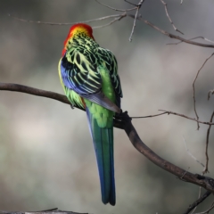 Platycercus eximius (Eastern Rosella) at Ainslie, ACT - 19 Jul 2022 by jb2602