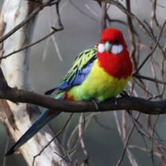 Platycercus eximius at Ainslie, ACT - 19 Jul 2022